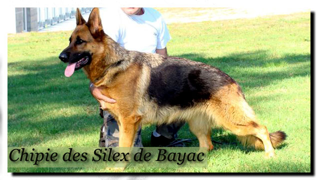 Chipie des silex de bayac