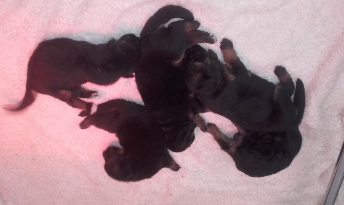 NAISSANCE LE 04/06/2016 5 CHIOTS BERGER ALLEMAND DISPONIBLES LE 04Aout